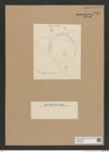 Diatomeae indet. Zeichnungen Sammlung Grunow Nr. 7547 (NHMW-BOT-W0376693)